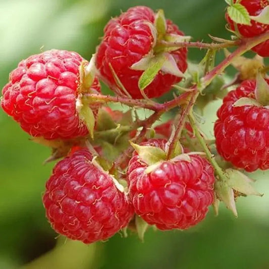 Close-up of red raspberries on a branch with a blurred green background