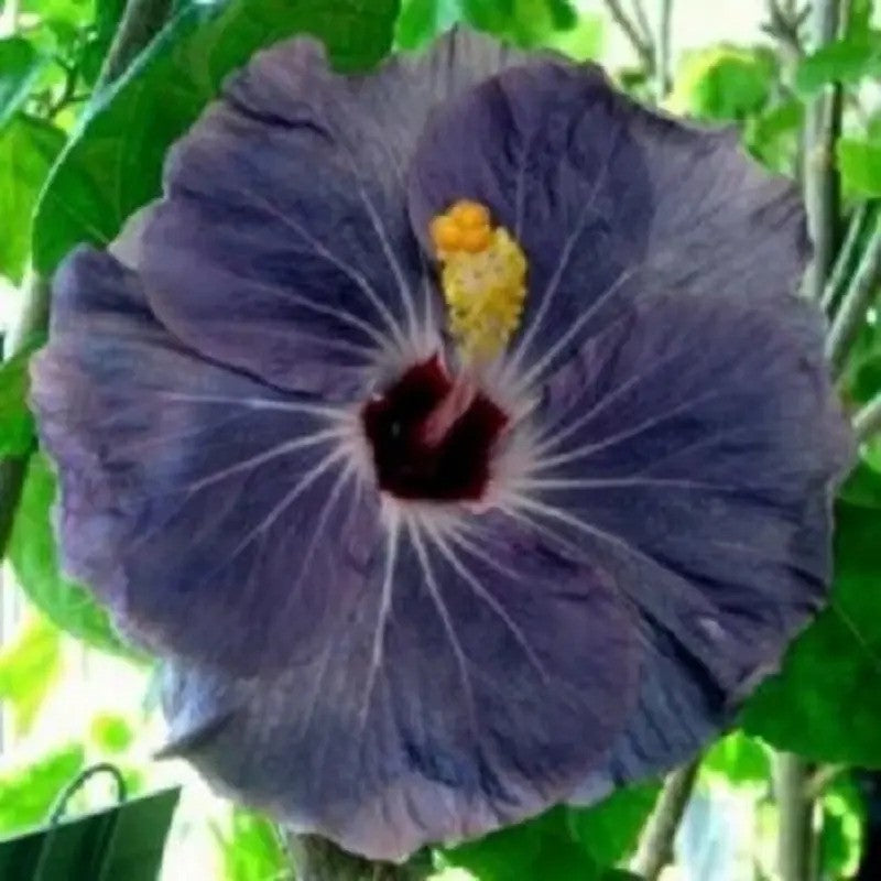 20 Rare Hibiscus Flower Seeds – Exotic Blooms for Tropical Beauty