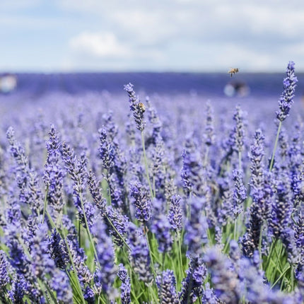 Hidcote Lavender Seeds – English Lavender with Fragrant Deep Purple Flower Spikes, Perennial Herb for Pollinator Gardens, Borders and Containers. Seed World