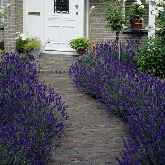 500 Hidcote Lavender Seeds – Lavandula Angustifolia English Lavender