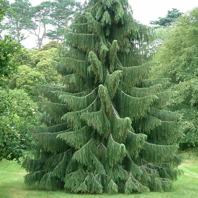 30 Himalayan Spruce Tree Seeds