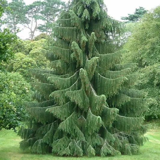 30 Himalayan Spruce Tree Seeds