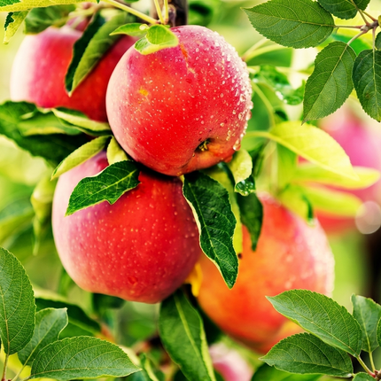 Honey Crisp apples ripe on tree, juicy red and yellow fruit, fresh orchard harvest - Seed World