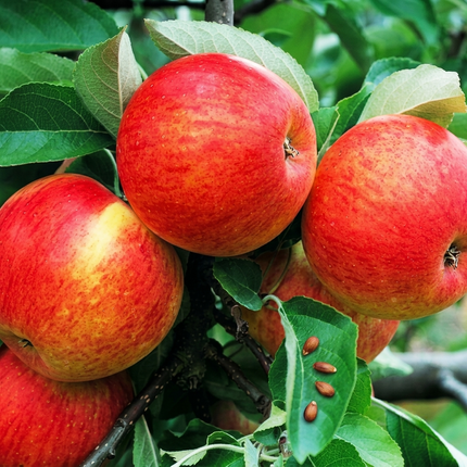25 Honey Crisp Apple Tree Seeds – Non-GMO, Heirloom Fruit