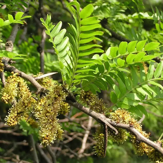 25 Honey Locust (Gleditsia Triacanthos) Seeds