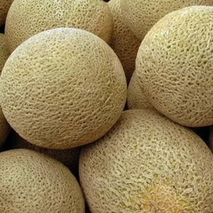 50 Honeyrock Cantaloupe Seeds