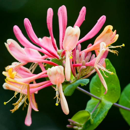 60 Honeysuckle Seeds – Fragrant Climbing Vine