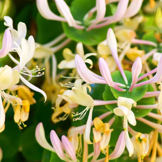 60 Honeysuckle Seeds – Fragrant Climbing Vine