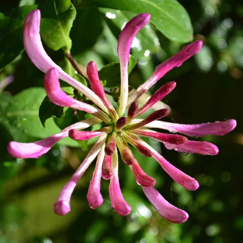 60 Honeysuckle Seeds – Fragrant Climbing Vine