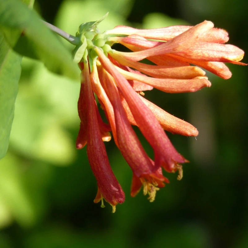 60 Honeysuckle Seeds – Fragrant Climbing Vine
