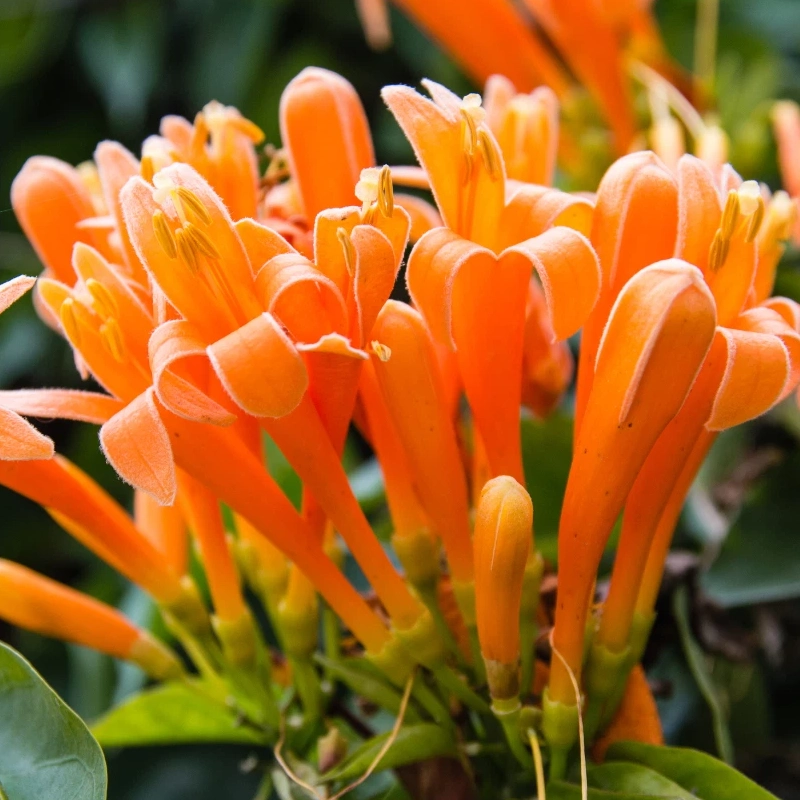 60 Honeysuckle Seeds – Fragrant Climbing Vine