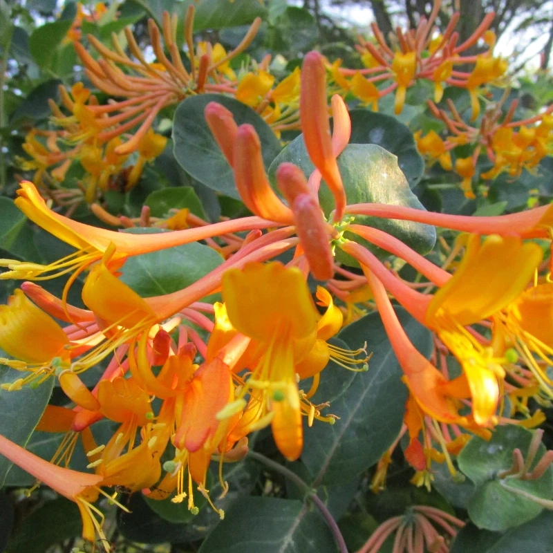 60 Honeysuckle Seeds – Fragrant Climbing Vine