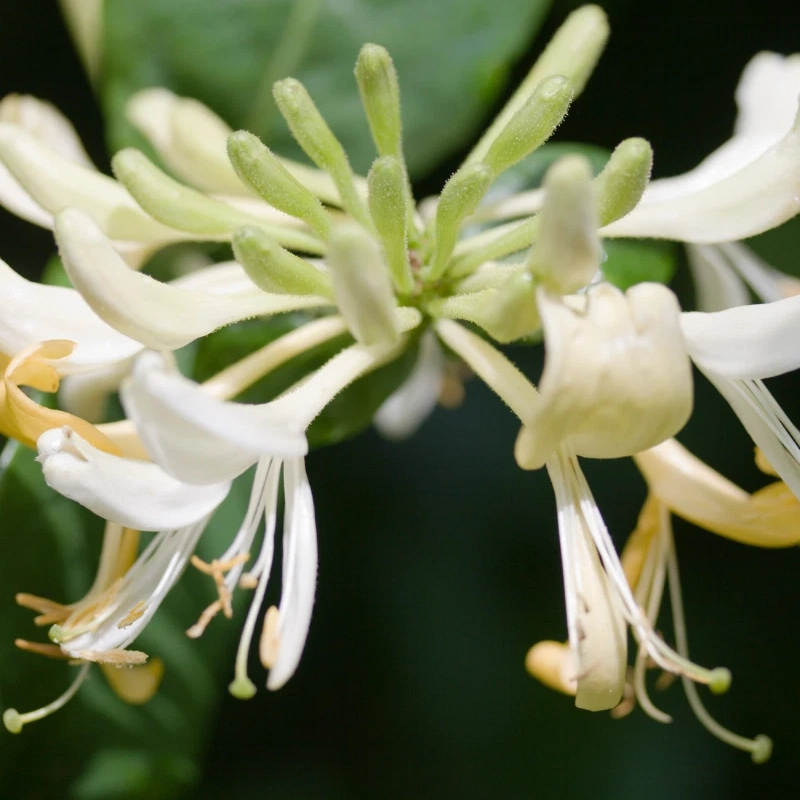 60 Honeysuckle Seeds – Fragrant Climbing Vine