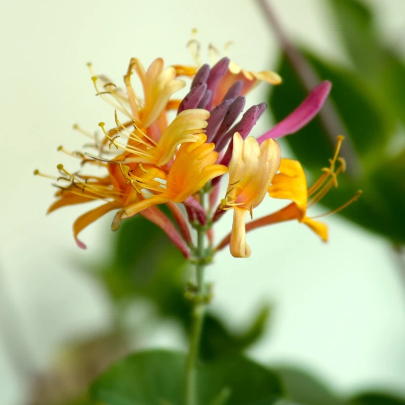 60 Honeysuckle Seeds – Fragrant Climbing Vine