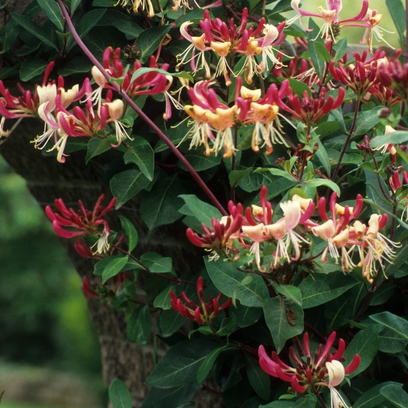 60 Honeysuckle Seeds – Fragrant Climbing Vine