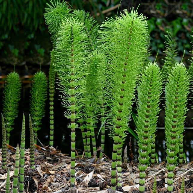 Horsetail Plant Cuttings – Equisetum Live Cuttings to Grow, Unique Evergreen Reed-Like Plants for Ponds, Water Gardens and Moist Landscapes. Seed World