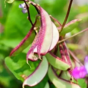 Hyacinth Bean Seeds