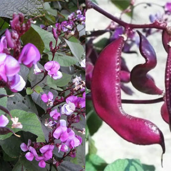 Hyacinth Bean Seeds