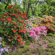 50 Hybrids Rhododendron Seeds - Mix