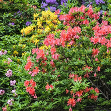 50 Hybrids Rhododendron Seeds - Mix