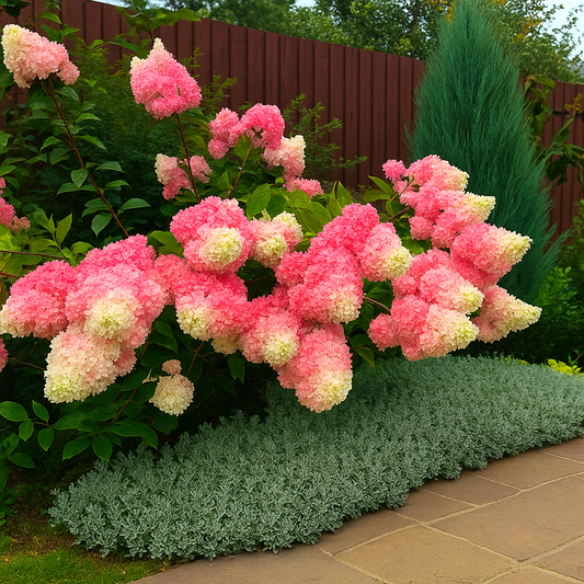 Hydrangea Paniculata Flower