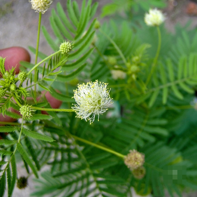 Close-up of Illinois Bundleflower with green leaves and brown seed pods, ideal for native prairie gardens, wildlife habitats, and sustainable gardening.