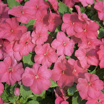 Impatiens Walleriana Baby Carmine flowers with vibrant carmine-pink blooms and lush green foliage, a colorful shade-loving annual ideal for garden beds, borders, and containers. Seed World