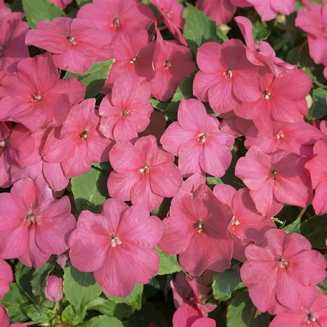 Impatiens Walleriana Baby Carmine flowers with vibrant carmine-pink blooms and lush green foliage, a colorful shade-loving annual ideal for garden beds, borders, and containers. Seed World