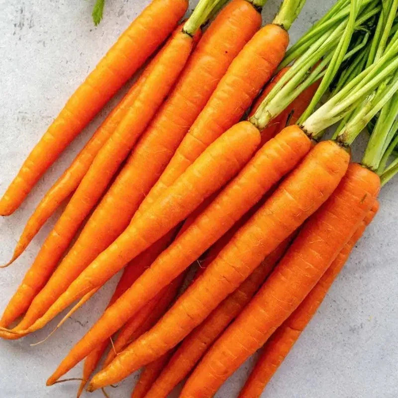 Bunch of orange carrots with green tops on a light gray background