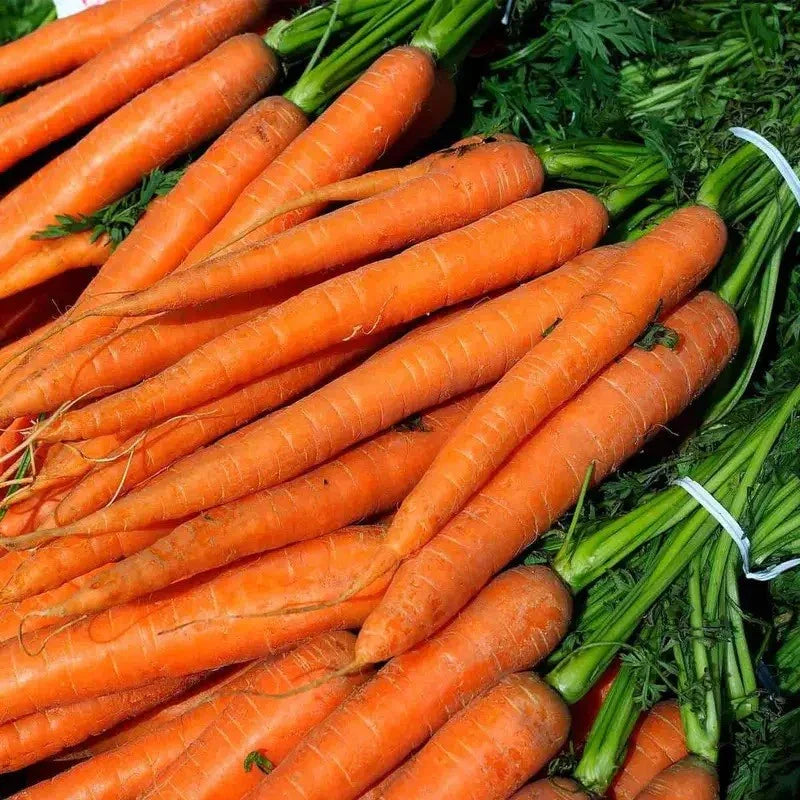 Bunch of fresh carrots with green tops on a green background