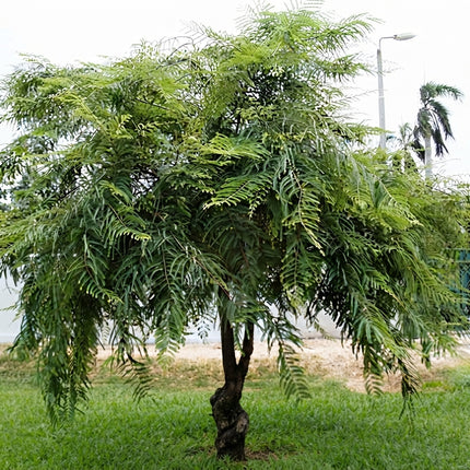 15 Indian Gooseberry Seeds – Phyllanthus Emblica | Amla Fruit Tree