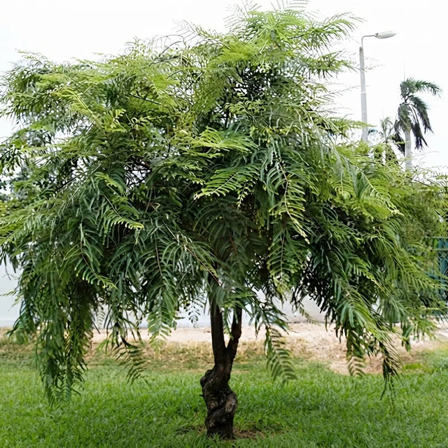 15 Indian Gooseberry Seeds – Phyllanthus Emblica | Amla Fruit Tree