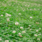 Inoculated White Dutch Clover seeds thriving in lush green field, ideal for soil enrichment and sustainable ground cover. Seed World