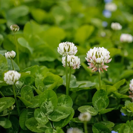 1 lb Inoculated White Dutch Clover Seeds | Non-GMO Groundcover & Soil Fixer