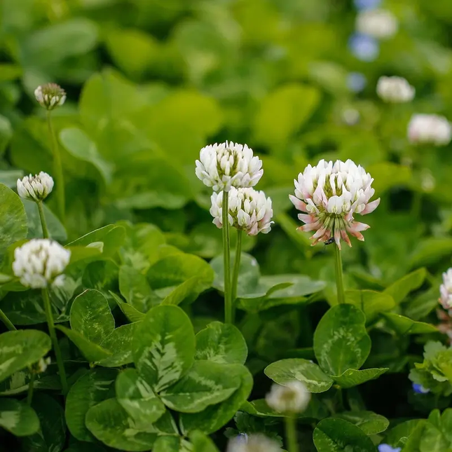 1 lb Inoculated White Dutch Clover Seeds | Non-GMO Groundcover & Soil Fixer