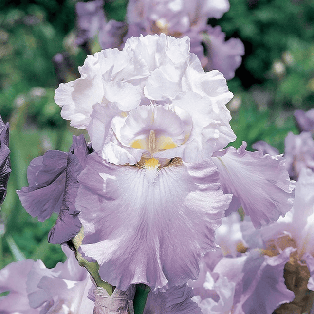 Iris Seeds – Heirloom Mixed Varieties (30 Seeds)