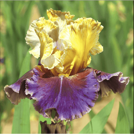 Iris Seeds – Heirloom Mixed Varieties (30 Seeds)