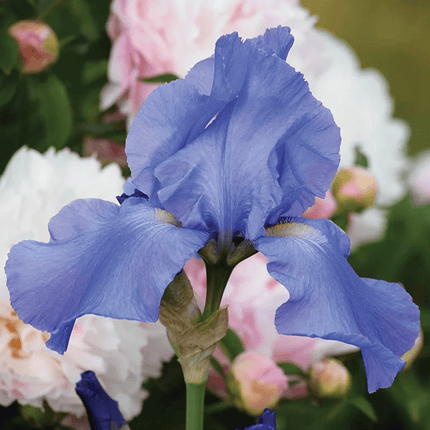 Iris Seeds – Heirloom Mixed Varieties (30 Seeds)