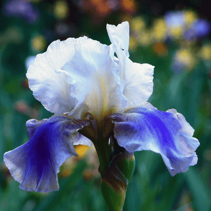 Iris Seeds – Heirloom Mixed Varieties (30 Seeds)