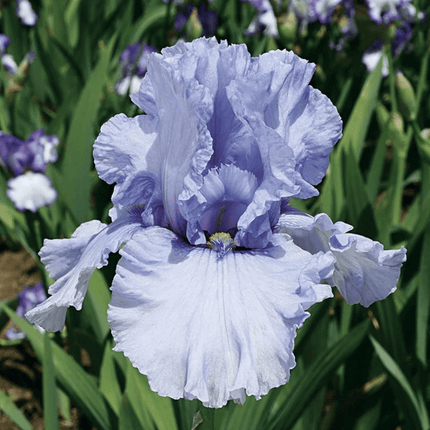 Iris Seeds – Heirloom Mixed Varieties (30 Seeds)