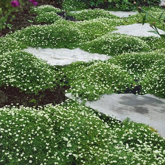 Irish Moss Ground Cover Seeds – Low Maintenance, Hardy Perennial
