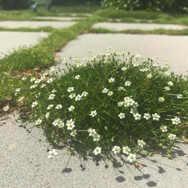 Irish Moss Ground Cover Seeds – Low Maintenance, Hardy Perennial