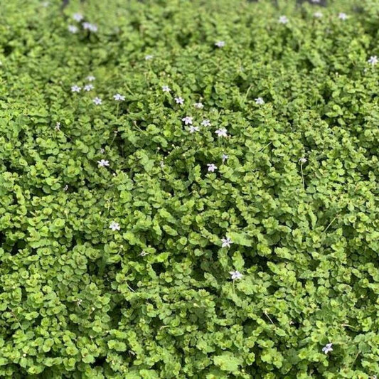 Dense green ground cover of Blue Star Creeper with small pale blue flowers
