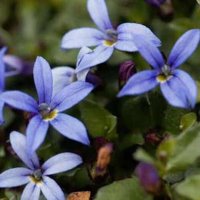 Close-up of vibrant blue star-shaped flowers of Blue Star Creeper plant