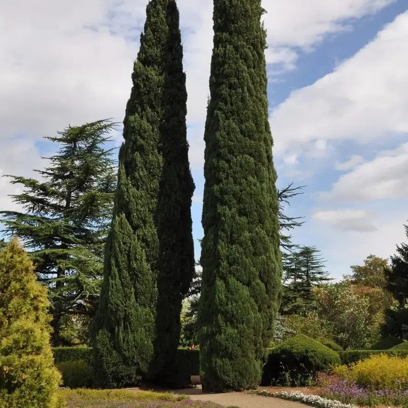 Two tall evergreen trees in a garden setting with a blue sky and clouds.