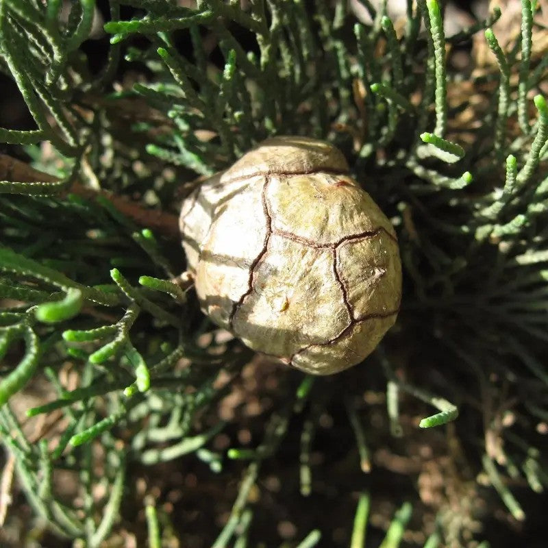 Conifer cone on a branch with green needles