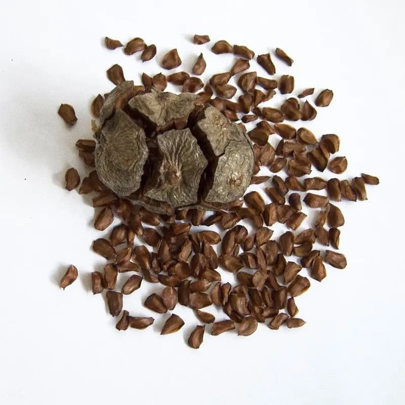 Buckwheat groats on a white background