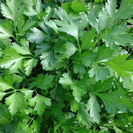 Close-up of fresh green parsley leaves