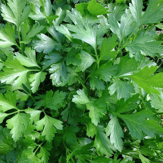 Close-up of fresh green parsley leaves