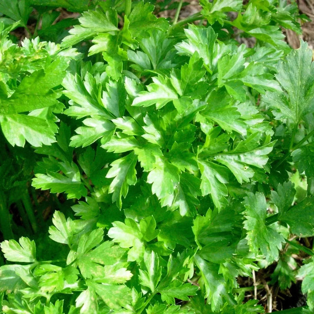 Fresh green celery leaves growing densely in a garden bed with visible soil and mulch in the background.